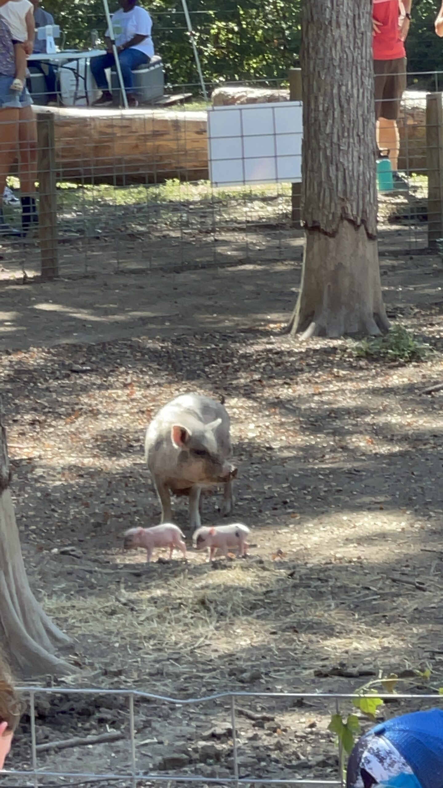 Sweet Eats Fruit Farm Fall Festival - Austin Fun for Kids