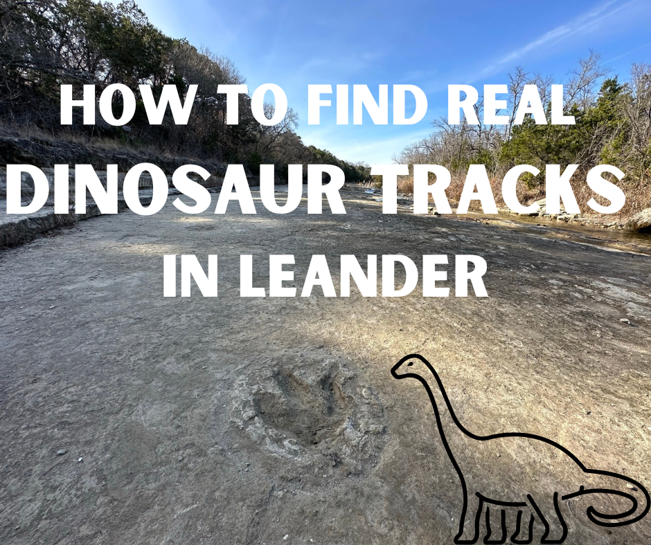 real dinosaur tracks in leander