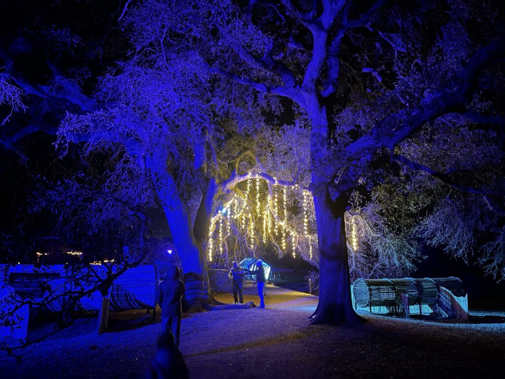 luminations at the wildflower center ausitn