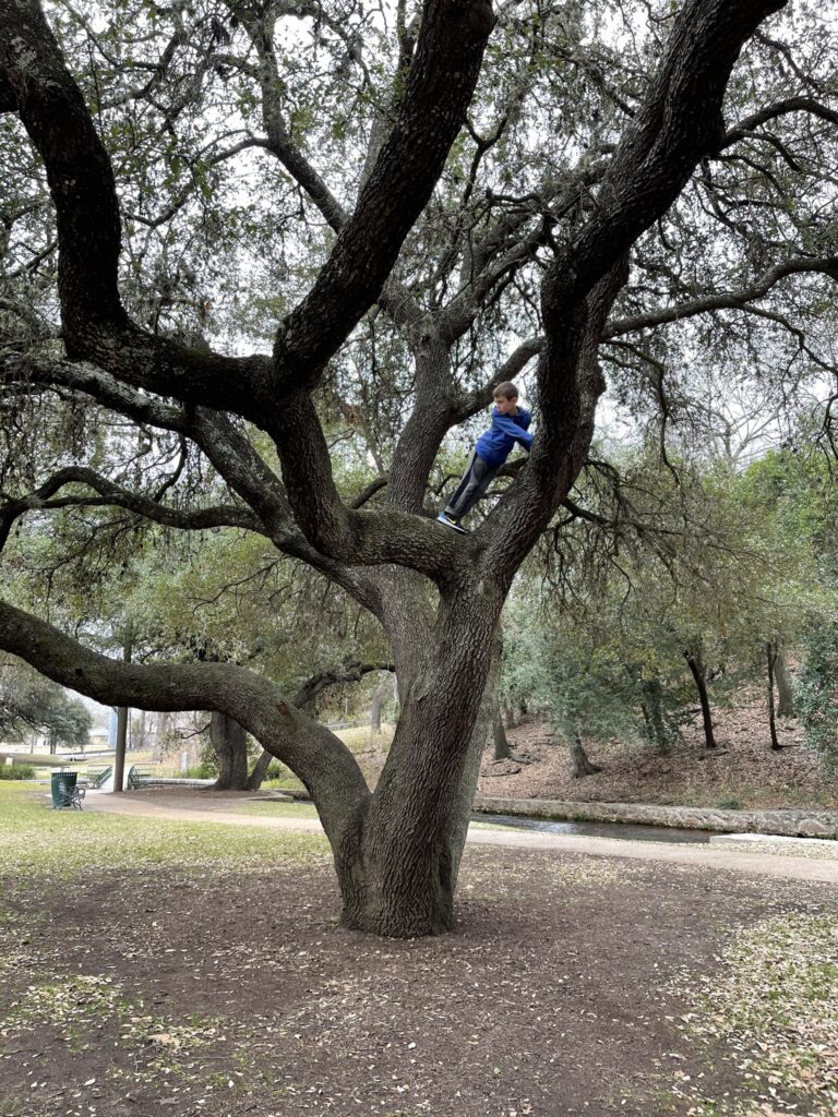 Large climbing tree at Landa Park in New Braunfels