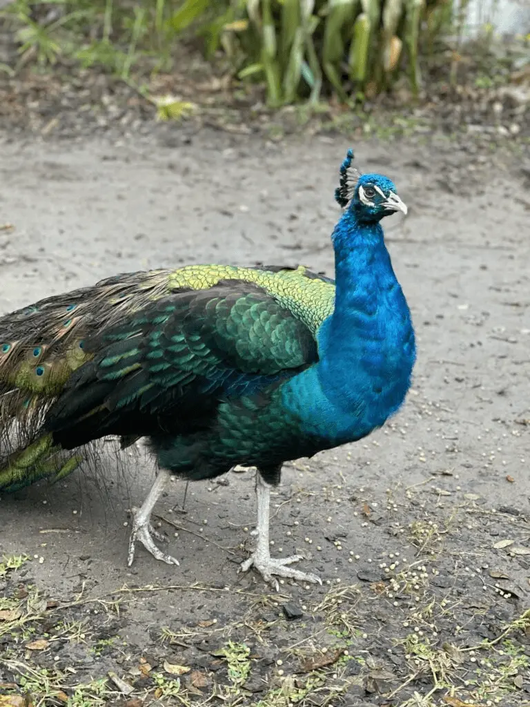 Close-up of a peacock at Mayfield Park in Austin, Texas