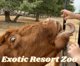 Exotic Resort Zoo