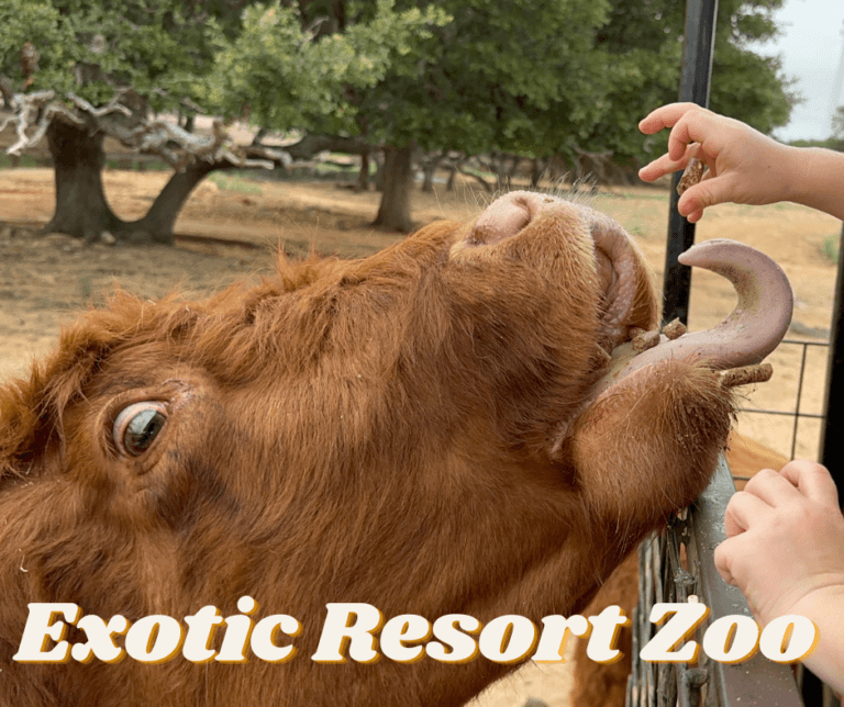 A Unique Wildlife Adventure at The Exotic Resort Zoo