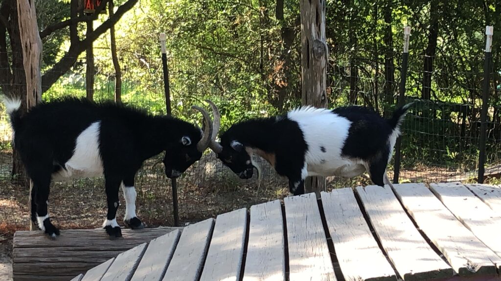 the natural gardener austin goats