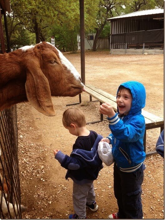 feeding the animals at The Austin Zoo