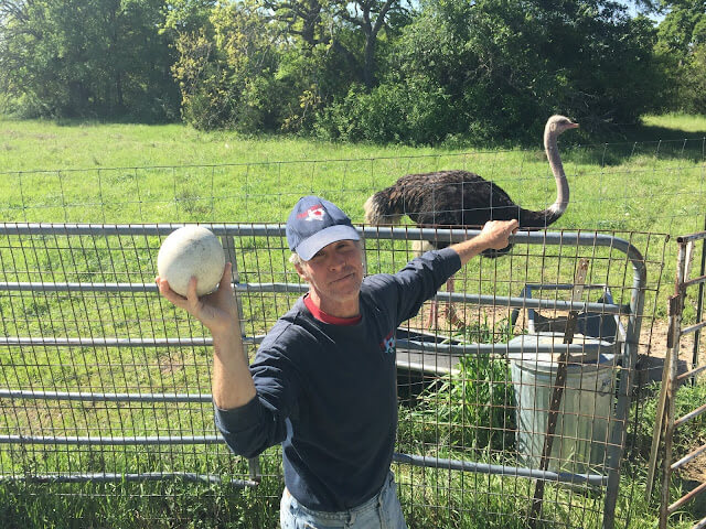 ostrich and ostrich egg on the hayride at crowes nest farm