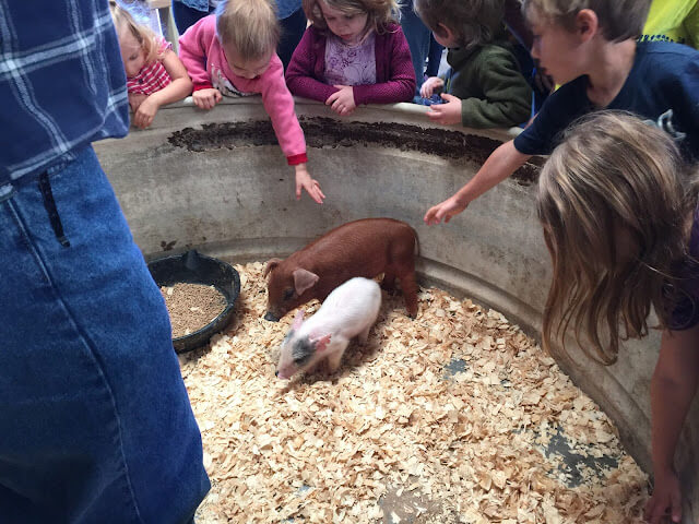 baby pigs at crowes nest farm