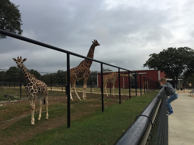 giraffes at natural bridge wildlife ranch