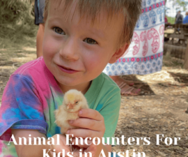 animal encounters (Instagram Post) (1) (1)
