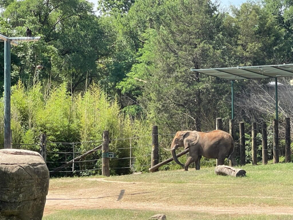 cameron park zoo elephant