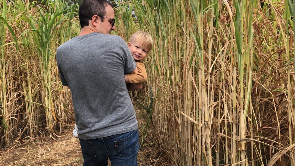 corn maze at sweet berry farm