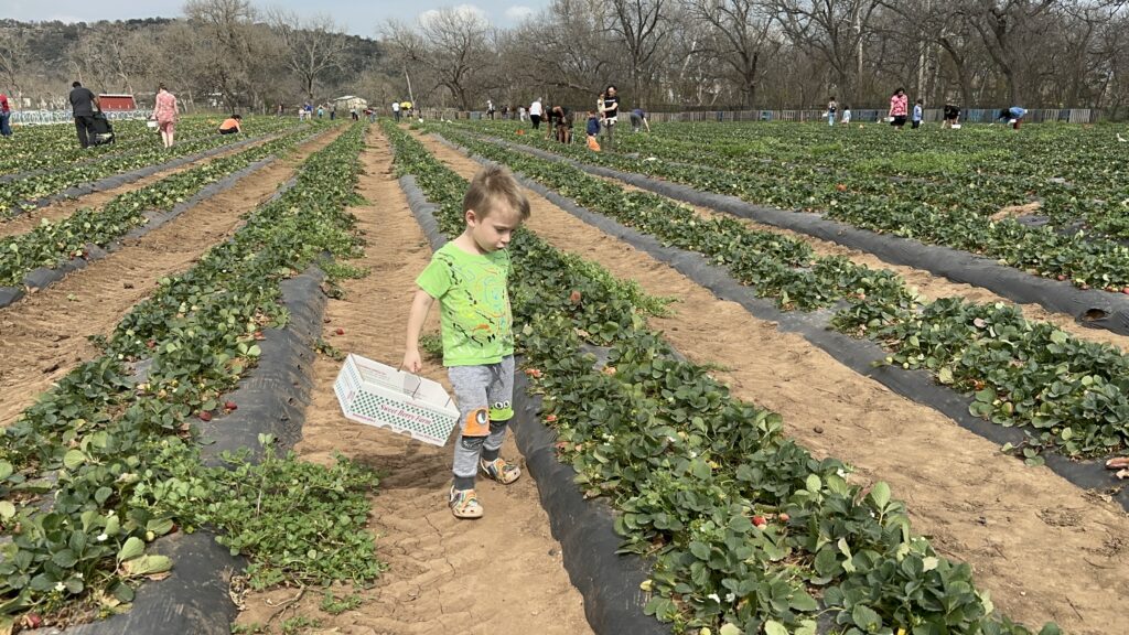 strawberry picking at sweet berry farm in marble falls