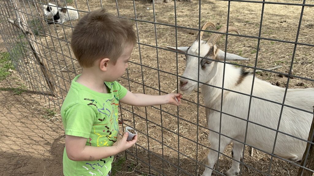 feeding goats at sweet berry farm