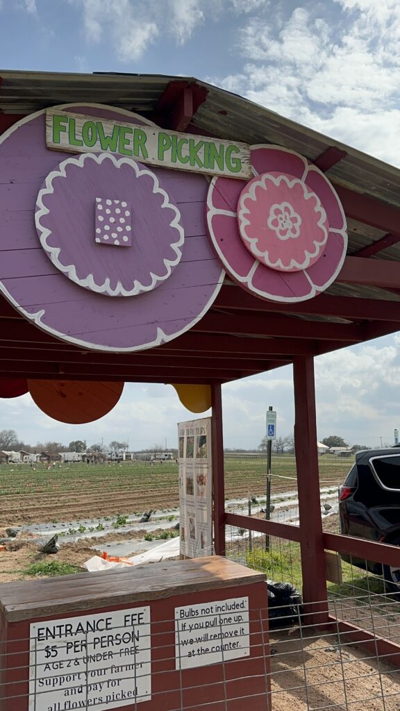 flower picking at sweet berry farm in marble falls