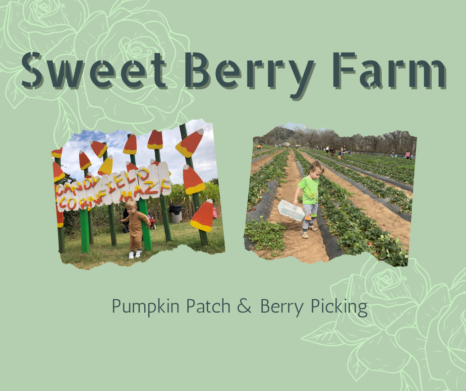 sweet berry farm pumpkin patch