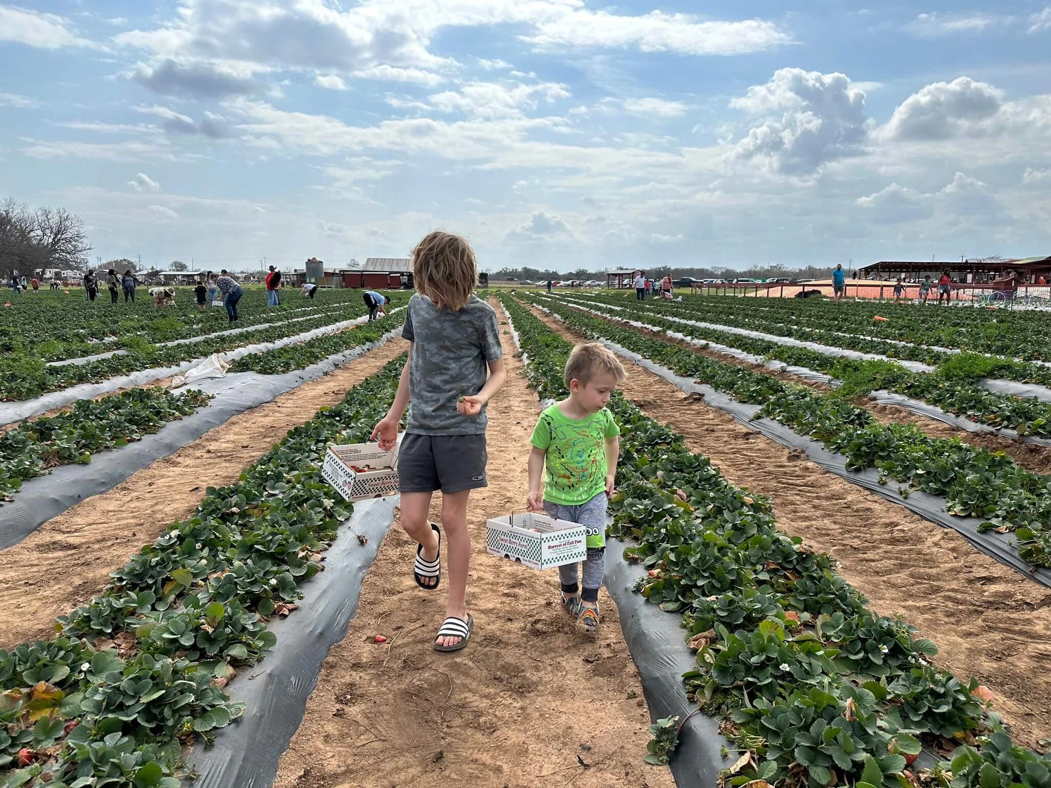 children pick berries at sweet berry farms in marble falls