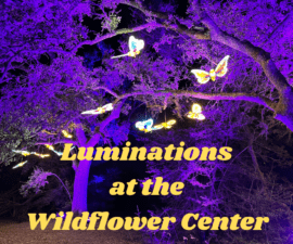 Luminations at the Wildflower Center