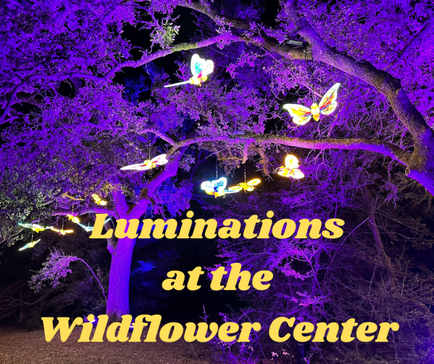 Luminations at the Wildflower Center