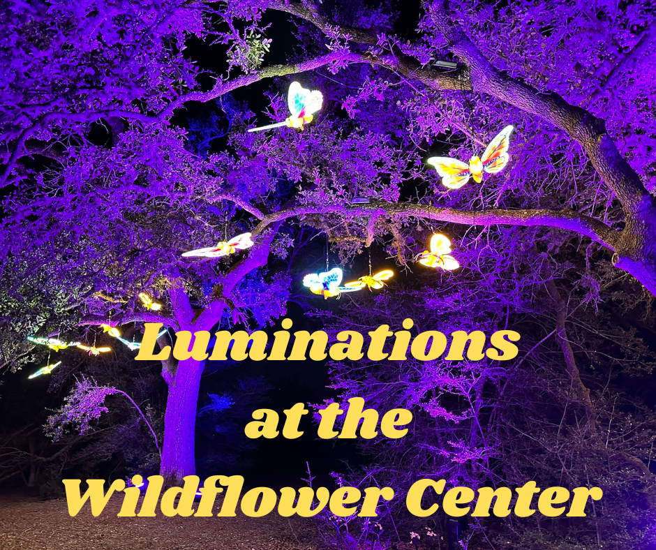 luminations at the wildflower center