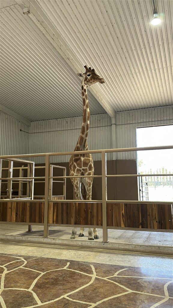 Giraffe encounter at Natural Bridge Wildlife Ranch