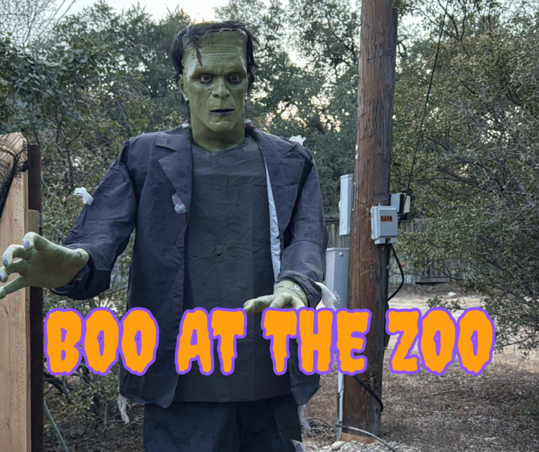 Boo At The Zoo